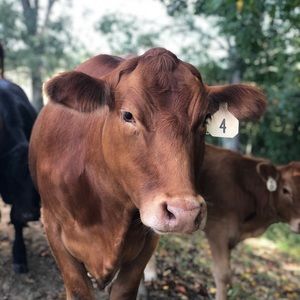 Meet your Posher, Manda